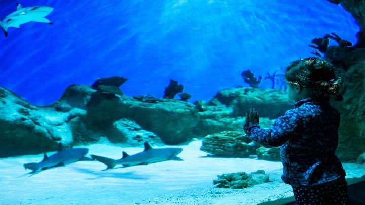 Grupo Dolphin entra en Sudamérica con la compra del parque Aquarium en Mar del Plata / Bigstock