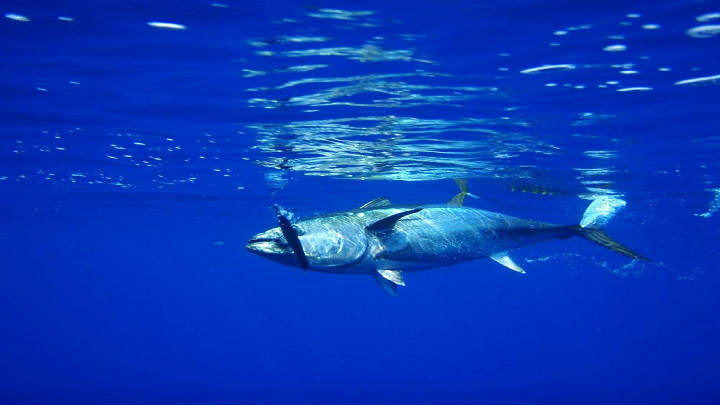 Pesquera Seafrost adquiere procesadora de atún Conservera de Las Américas
