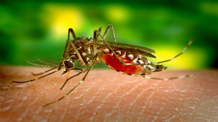 Butantan recibe patente para producción de vacunas contra el dengue