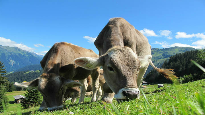 Candido y Demarest intervienen en adquisición de Casa da Vaca por Aqua Capital
