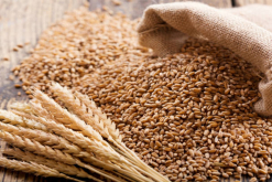 Syngenta concluye adquisición de negocio de semillas de COFCO