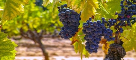 Agrokasa produce y exporta aguacate, espárragos, uva y arándano / Bigstock