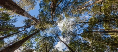 Bosques del Uruguay desarrolla plantaciones de eucalipto para comercializar madera / Fotolia