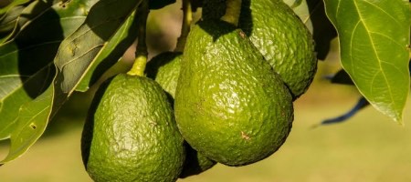 Camposol produce aguacate, uva, mango, mandarina, además de camarones / Pixabay