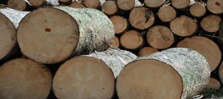 CMPC Europe proveerá celulosa, madera y cartulina / Pixabay