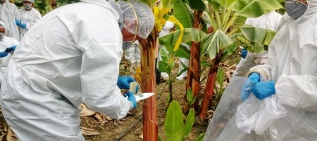 Perú publica 7 beneficios laborales en el sector agrario