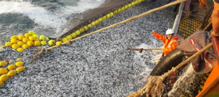 Pesquera Centinela comercializa pescado (anchovetta, caballa y jurel), harina de anchovetta para nutrición animal y aceite de pescado / Tomada del sitio web de Pesquera Centinela