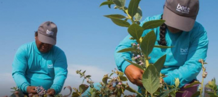 Agroindustrial Beta es considerada una de las principales empresas agroexportadoras de Perú / Tomada de la página de la empresa en Facebook
