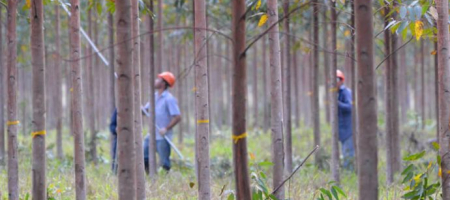 La compradora es gestionada por FiM Asset Management e invierte en proyectos forestales en América Latina y el Caribe. / Tomado de la página web oficial de Arbaro Fund. 