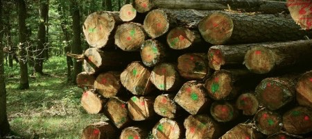 Guyer & Regules en estructuración de Fideicomiso Forestal Terraligna en Uruguay