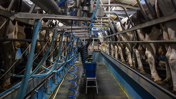 Guyer & Regules asesora a BBVA en crédito para empresas lácteas