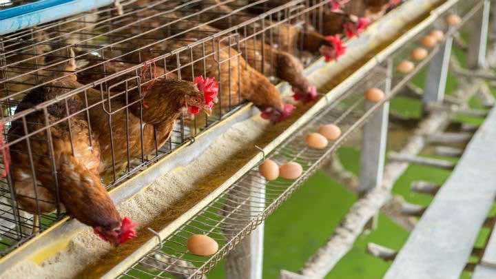 Campollo cuenta con granjas para la producción de pollo / Bigstock