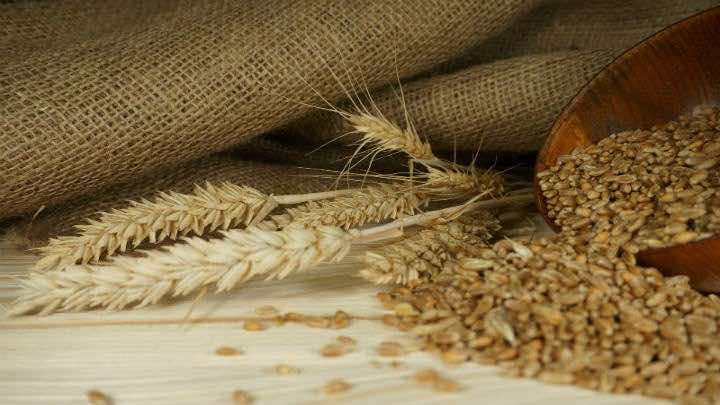 Alianza Semillas comercializa y distribuye semillas y productos de nutrición animal y vegetal / Bigstock