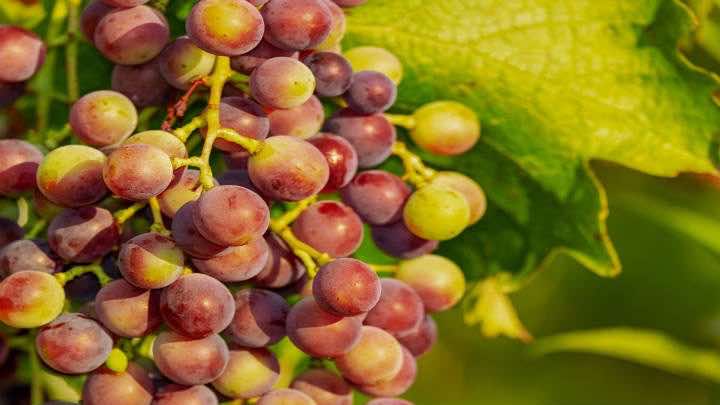 Cepas Argentina produce vino  y jugo de uva concentrado para el consumo nacional y para exportar / Pixabay