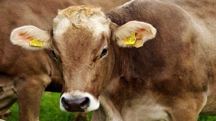 Paraíso Nutrição Animal fabrica productos para la alimentación del ganado bovino y equino / Pixabay