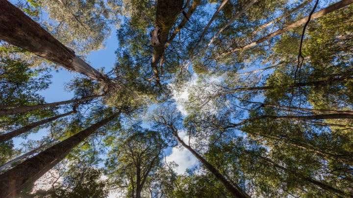 La empresa conjunta explotará madera de eucalipto y pino / Fotolia