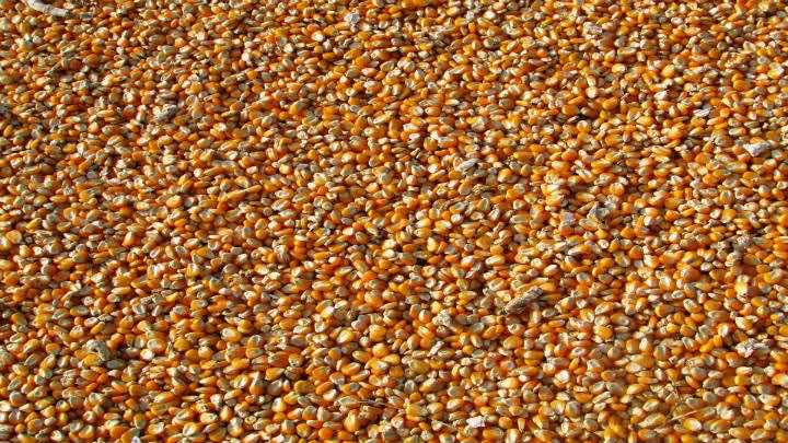 El maíz amarillo es muy demandado por la industria avícola y porcina peruana / Pixabay