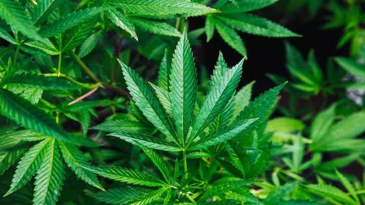 Empresas producirán cannabis medidinal en Paraguay a partir de semillas importadas / Unplash
