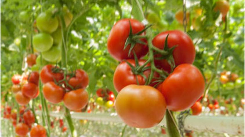 Grupo Ganfer produce, comercializa y exporta tomates y hortalizas / Tomada del sitio web de la empresa