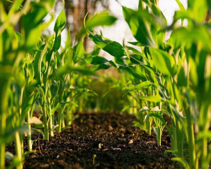 La empresa ofrece soluciones para la protección y nutrición vegetal de los cultivos agrícolas / Tomado de Steven Weeks, Unsplash. 