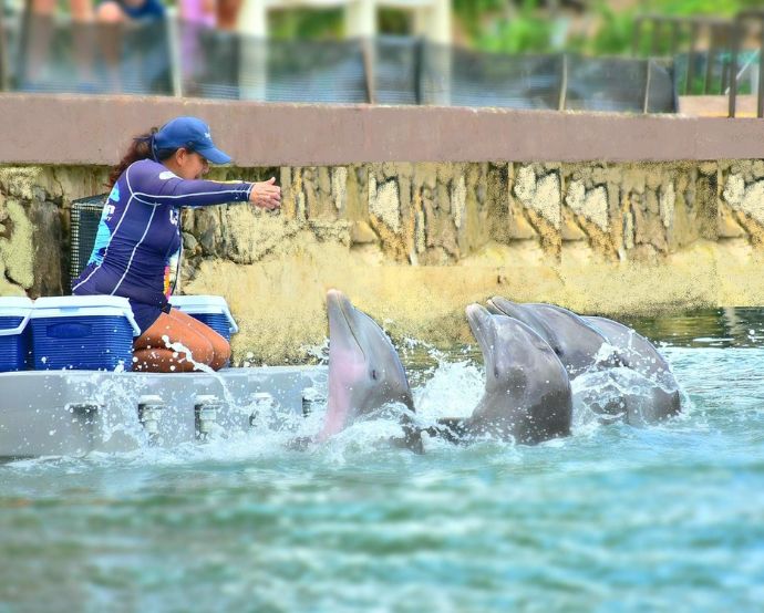Dolphin Company es el operador de delfinarios y parques de diversiones más grande de América Latina. / Tomado de la página de Facebook oficial de la empresa. 