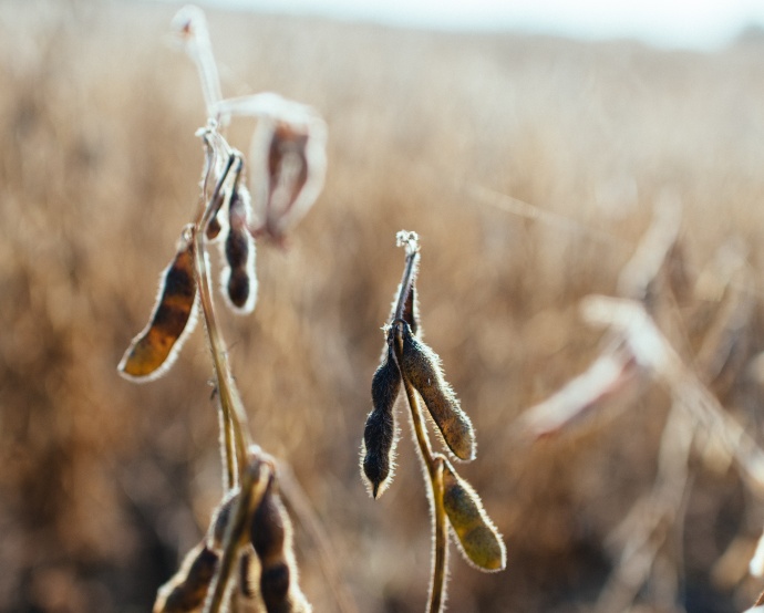 Esperan que para 2027 al menos 20 % de la soya plantada en Sudáfrica provenga de sus semillas / Kelly Sikkema - Unsplash