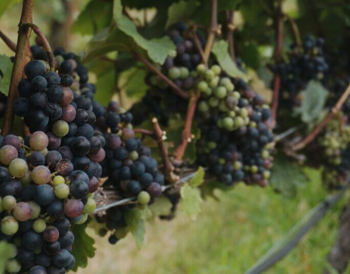 En los últimos dos años, el vino y la yerba mate orgánica fueron los productos más solicitados por el mercado local. / Canva.