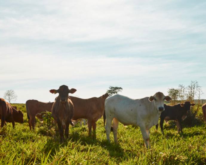 Minerva es líder en exportación de carne vacuna en Sudamérica./ Tomada del sitio web de la empresa.