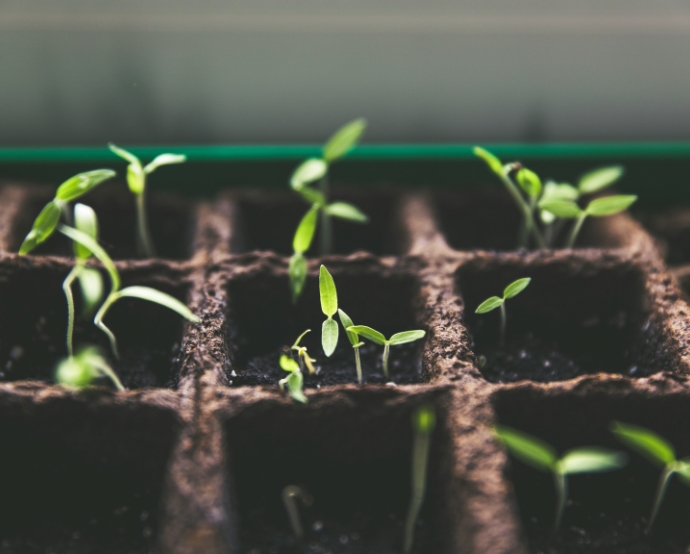 Nuseed aplicará su estrategia VALUE BEYOND YIELD®, para fortalecer su posición de liderazgo en la investigación y desarrollo de cultivos / Unsplash, Markus Spiske