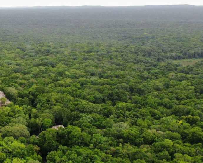 Paraguay fortalece su marco forestal y lanza incentivos fiscales y una nueva estrategia legal para el sector./ Unsplash, Pau de Valencia.