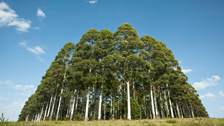Fideicomiso Bosques del Uruguay II adquiere 4.500 hectáreas de bosques