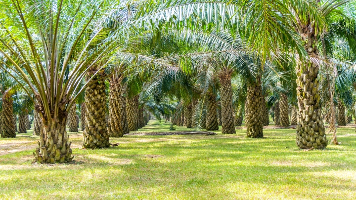 Banco Agromercantil de Guatemala cede préstamo sindicado a productores de aceite de palma