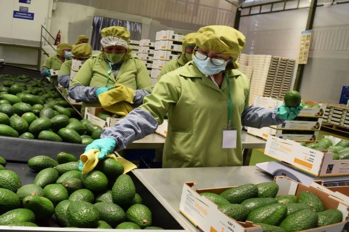 Exportaciones Fruta Perú