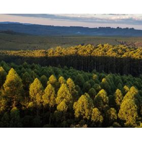 Las plantaciones forestales de eucaliptus y pino objeto objeto de la transacción ocupan aproximadamente 85.000 hectáreas útiles./ Tomada de la página de Klabin en Facebook.