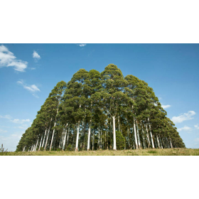 Fideicomiso Bosques del Uruguay II adquiere 4.500 hectáreas de bosques