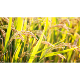 Guyer & Regules asesora en cuarto fideicomiso para productores de arroz