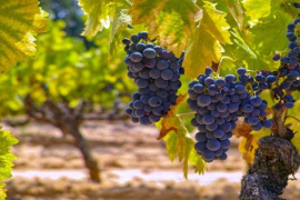 Agrokasa produce y exporta aguacate, espárragos, uva y arándano / Bigstock