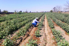 La Corte Superior de Justicia de Ica precisó que la empresa debe pagarle al trabajador los beneficios sociales que le corresponden por los años 2010, 2011 y 2012 / Dirección Regional Agraria de Ica