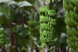 Favorita Fruit comercializa una variedad de productos que incluye bananos / Fotolia