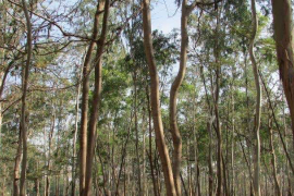 El proyecto objeto de financiamiento contempla la siembra de 70.000 hectáreas de árboles de eucalipto por parte de LD Celulose / Pixabay
