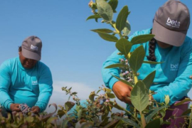 Agroindustrial Beta es considerada una de las principales empresas agroexportadoras de Perú / Tomada de la página de la empresa en Facebook