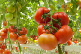 Grupo Ganfer produce, comercializa y exporta tomates y hortalizas / Tomada del sitio web de la empresa