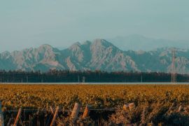En 2024, mipymes peruanas vendieron al exterior especialmente productos agrícolas como palta, uvas, mango y jengibre./ Unsplash, Marian G Ruggiero.