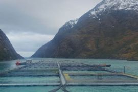 Pesquera Yadran cultiva y procesa productos frescos de salmón del Atlántico./ Tomada de la página de la empresa en Canva.