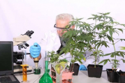 Ambas empresas cuentan con centros de investigación y desarrollo de cannabis medicinal / Bigstock