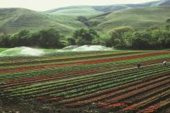 Rizobacter la empresa produce más de 200 millones de inoculantes por día  / Pixabay