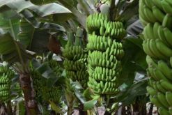Trilex provee plástico a la industria del banano en Ecuador / Fotolia