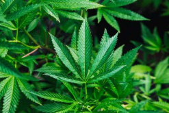 Empresas producirán cannabis medidinal en Paraguay a partir de semillas importadas / Unplash