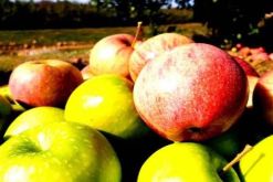 Agroretail, fundada en 2009, provee frutas naturales y frescas al sector retail / UnsplashLa compañía de seguros Grandview Brokerage, establecida en Estados Unidos, adquirió 50 % de las acciones de Agroretail, proveedora peruana de frutas frescas al sector de retail. Los términos financieros del acuerdo no fueron revelados.  Cuatrecasas - Perú asesoró a la compradora en la debida diligencia de la empresa objetivo y en la negociación de los acuerdos de compra de acciones y de accionistas.  Muñiz, Olaya, Melé