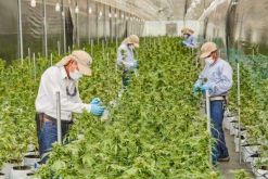 Plantaciones de Khiron en Colombia / Tomada de Khiron Life Science - Linkedin